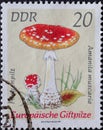 GERMANY, DDR - CIRCA 1974 : a postage stamp from Germany, GDR showing a european poison mushroom red fly agaric Amanita muscaria
