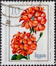 GERMANY, DDR - CIRCA 1975 : a postage stamp from Germany, GDR showing Floriculture. Pelargonium Pelargonium zonale, `PAC-Mini-P