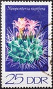 GERMANY, DDR - CIRCA 1974: a postage stamp from Germany, GDR showing a flowering hedgehog cactus Neoporteria rapifera Royalty Free Stock Photo