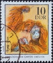 GERMANY, DDR - CIRCA 1975 : a postage stamp from Germany, GDR showing an orangutan Pongo pygmaeus from the Dresden Zoo