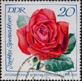 GERMANY, DDR - CIRCA 1972: a postage stamp from Germany, GDR showing a Spreeathen rose. Text: International Rose Exhibition GDR 19