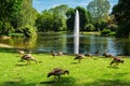 Germany - Ducks Having Lunch in the Park - Wiesbaden