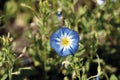 Germany, Field bindweed, close up