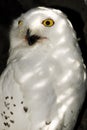 Germany, Gelsenkirchen, Snowy Owl in Zoom Erlebniswelt Royalty Free Stock Photo