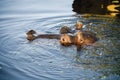 Germany, Gelsenkirchen, Zoom Erlebniswelt, Hippopotamus Royalty Free Stock Photo