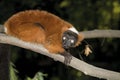 Germany, Gelsenkirchen, Zoom Erlebniswelt, Red ruffed lemur Royalty Free Stock Photo