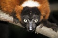 Germany, Gelsenkirchen, Zoom Erlebniswelt, Red ruffed lemur Royalty Free Stock Photo