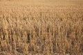 Germany, harvested field Royalty Free Stock Photo