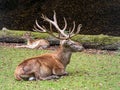 Germany Harz a resting roebuck on the fields