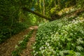 GERMANY, HARZ. Wild garlic along a lonley forest path