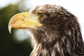 Germany, Hellenthal, Bald Eagle, close-up