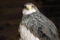 Germany, Hellenthal, Black-chested buzzard eagle Royalty Free Stock Photo