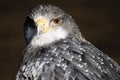 Germany, Hellenthal, Black-chested buzzard eagle Royalty Free Stock Photo