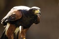 Germany, KÃÂ¶ln, Harris Hawk in zoo Royalty Free Stock Photo