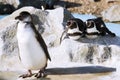 Germany, KÃÂ¶ln, Humboldt Penguins in zoo