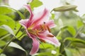 Germany, Lily, pink blossom Royalty Free Stock Photo