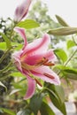 Germany, Lily, pink blossom Royalty Free Stock Photo