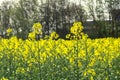 Rapeseed, blooming canola field in summer Royalty Free Stock Photo