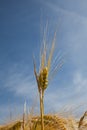 Germany, North Rhine-Westphalia, barley field, spike Royalty Free Stock Photo