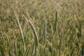 Germany, North Rhine-Westphalia, barley field, spikes Royalty Free Stock Photo