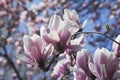 Germany, Pink magnolia blossoms