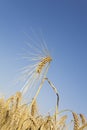 Germany, Rye field, ripe, rye