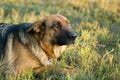 Germany Sheep-dog