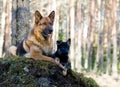 Germany Sheep-dog With Puppy