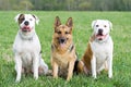 Germany shepherd and two American bulldogs Royalty Free Stock Photo