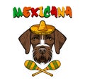 Germgan wirehaired pointer. Sombrero, maracas. Drahthaar. Hunting dog. Vector illustration. Royalty Free Stock Photo