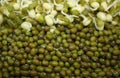 Germinate and dry mung beans texture. Mung sprouts and dry small seeds photo.