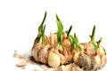 Germinate garlic Royalty Free Stock Photo