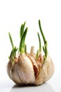 Germinate garlic Royalty Free Stock Photo