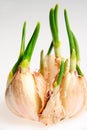 Germinate garlic Royalty Free Stock Photo