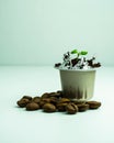 Germinate the plant in a used coffee capsule. Capsules for espresso coffee. BIO-coffee, compostable capsules.