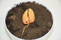 Germinated avocado seed with root is ready for planting Royalty Free Stock Photo