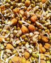Germinated bengal grams,green gram and wheats background.
