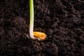 Germinated corn seed close-up on the ground. Sweet corn sprout, root Royalty Free Stock Photo