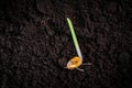Germinated corn seed close-up on the ground. Sweet corn sprout, root Royalty Free Stock Photo