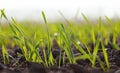 Germinated grain of wheat or barley in the field. Cultivation of crops. Green leaves of grass growing in the soil Royalty Free Stock Photo