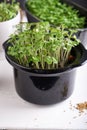 Germinated micro greens in pots on a stem background Close up