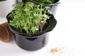 Germinated micro greens in pots on a stem background Copy space