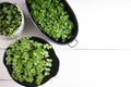 Germinated micro greens in pots on a stem background Top view