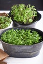 Germinated micro greens in pots on a stem background Vertical Close up