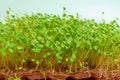 Germinated micro-greens of rukola indau, background, Eruca