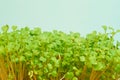 Germinated micro-greens of rukola indau, background, Eruca