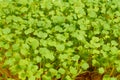 Germinated micro-greens of rukola indau, background, Eruca