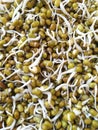 Germinated mung beans background. Raw food.