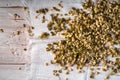 Germinated mung beans on a napkin on right