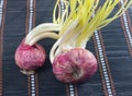 Germinated onion